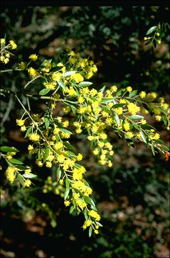 APII jpeg image of Acacia howittii  © contact APII