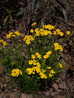 APII jpeg image of Senecio lautus  © contact APII