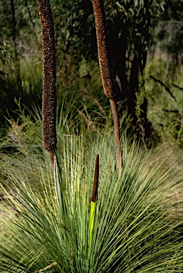 APII jpeg image of Xanthorrhoea australis  © contact APII