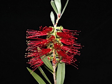 APII jpeg image of Callistemon comboynensis  © contact APII