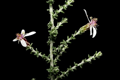 APII jpeg image of Olearia ramulosa var.  © contact APII