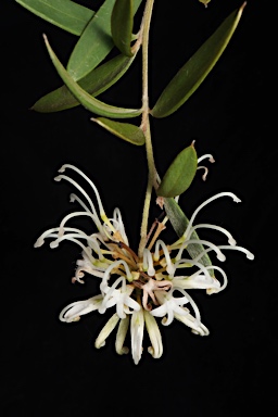 APII jpeg image of Grevillea sericea subsp. sericea  © contact APII