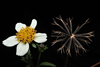 APII jpeg image of Bidens pilosa var. minor  © contact APII