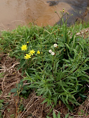 APII jpeg image of Senecio madagascariensis  © contact APII