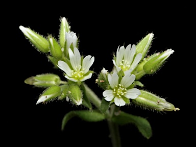 APII jpeg image of Cerastium glomeratum  © contact APII