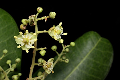 APII jpeg image of Cupaniopsis anacardioides  © contact APII