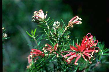 APII jpeg image of Grevillea 'Poorinda Adorning'  © contact APII