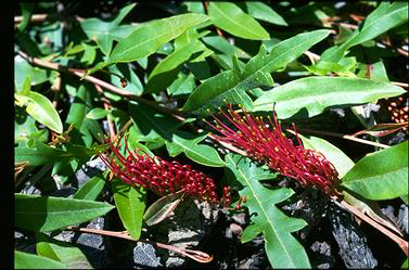 APII jpeg image of Grevillea 'Poorinda Royal Mantle'  © contact APII