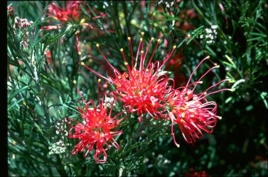 APII jpeg image of Grevillea 'Winpara Gem'  © contact APII