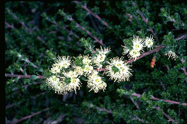 APII jpeg image of Kunzea 'Badja Carpet'  © contact APII