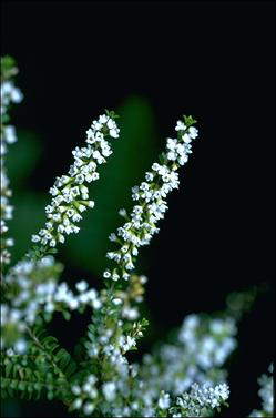 APII jpeg image of Thryptomene calycina 'Ivory Lace'  © contact APII