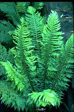 APII jpeg image of Blechnum nudum 'Forcett Feather'  © contact APII