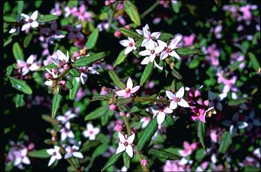 APII jpeg image of Boronia mollis 'Lorne Pride'  © contact APII