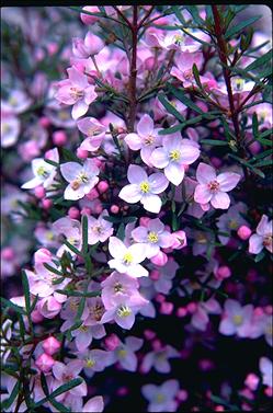 APII jpeg image of Boronia 'Sunset Serenade'  © contact APII