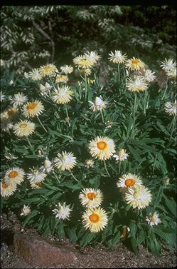 APII jpeg image of Xerochrysum bracteatum 'Cockatoo'  © contact APII