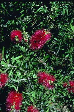 APII jpeg image of Callistemon 'Purple Splendour'  © contact APII