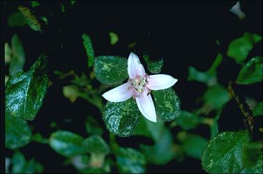 APII jpeg image of Correa alba 'Western Pink Star'  © contact APII