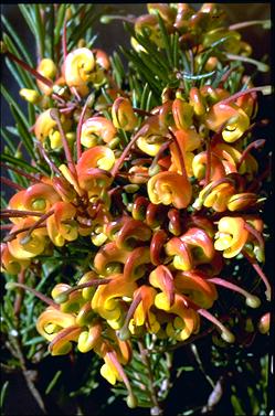 APII jpeg image of Grevillea 'Jubilee'  © contact APII