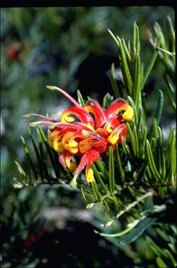 APII jpeg image of Grevillea 'McDonald Park'  © contact APII