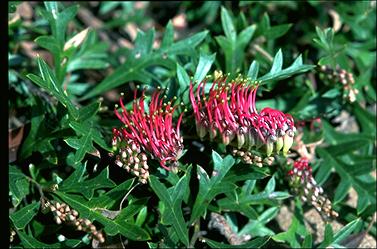 APII jpeg image of Grevillea 'Crimson Glory'  © contact APII