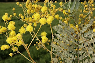 APII jpeg image of Acacia parramattensis  © contact APII