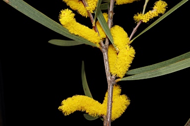 APII jpeg image of Acacia neurophylla  © contact APII