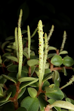 APII jpeg image of Peperomia bellendenkerensis  © contact APII