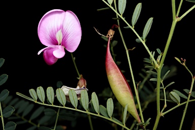 APII jpeg image of Swainsona galegifolia  © contact APII