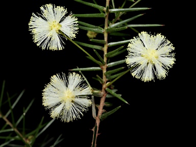 APII jpeg image of Acacia ulicifolia  © contact APII