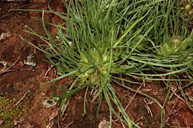 APII jpeg image of Isoetopsis graminifolia  © contact APII