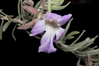 APII jpeg image of Eremophila bowmanii subsp. bowmanii  © contact APII