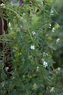 APII jpeg image of Vicia hirsuta  © contact APII