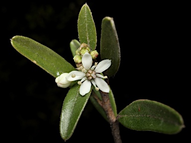 APII jpeg image of Nematolepis squamea subsp. retusa  © contact APII