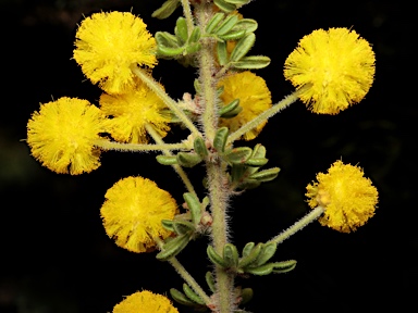 APII jpeg image of Acacia guinetii  © contact APII