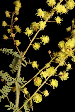 APII jpeg image of Acacia pubescens  © contact APII