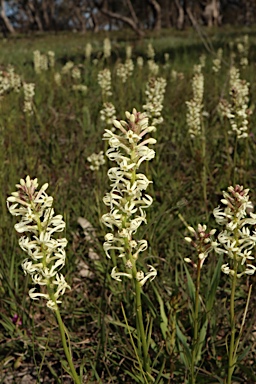 APII jpeg image of Stackhousia monogyna  © contact APII