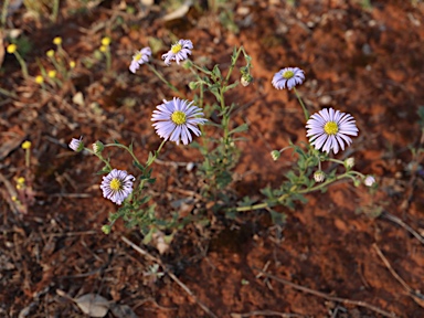 APII jpeg image of Calotis cuneifolia  © contact APII