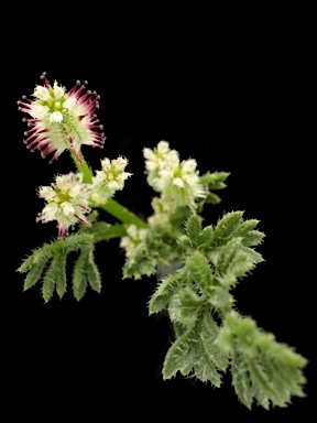 APII jpeg image of Daucus glochidiatus  © contact APII