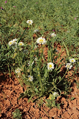 APII jpeg image of Calotis scabiosifolia var. scabiosifolia  © contact APII