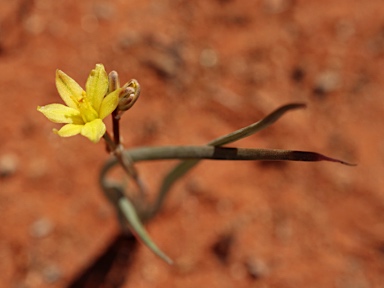 APII jpeg image of Bulbine alata  © contact APII