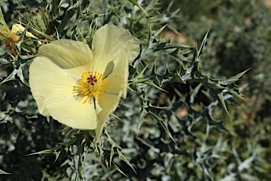 APII jpeg image of Argemone ochroleuca subsp. ochroleuca  © contact APII