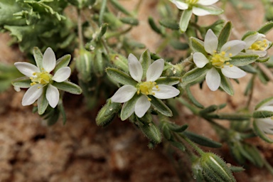 APII jpeg image of Spergularia diandroides  © contact APII