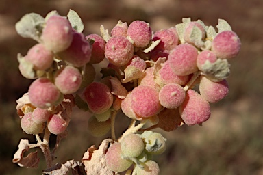 APII jpeg image of Atriplex holocarpa  © contact APII