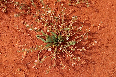 APII jpeg image of Calandrinia pumila  © contact APII