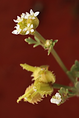 APII jpeg image of Trachymene ceratocarpa  © contact APII