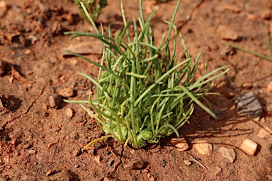 APII jpeg image of Isoetopsis graminifolia  © contact APII