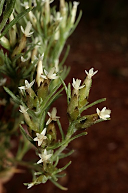 APII jpeg image of Rhodanthe pygmaea  © contact APII