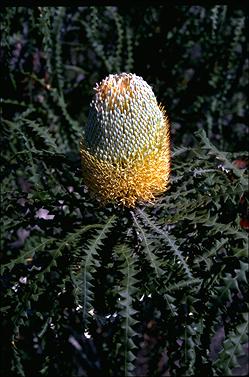 APII jpeg image of Banksia speciosa  © contact APII