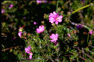 APII jpeg image of Bauera capitata  © contact APII