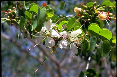 APII jpeg image of Bauhinia hookeri  © contact APII